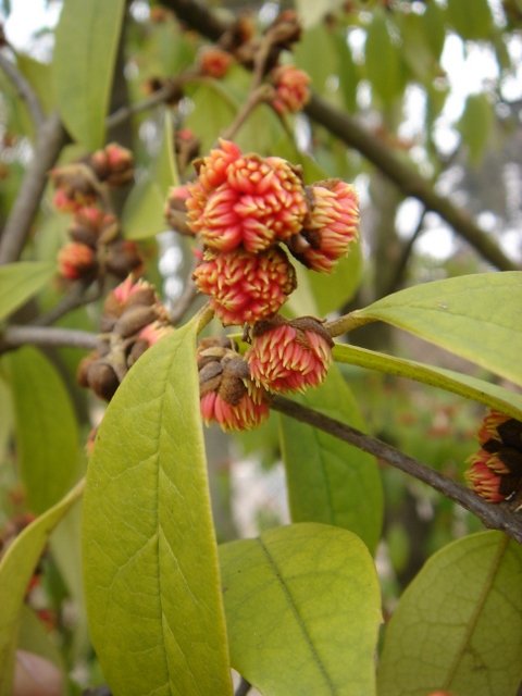 Sycopsis sinensis 2